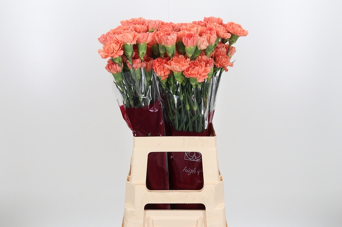 <h4>Di St Hermes Orange</h4>
