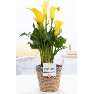 Zantedeschia yellow in P&PURE Basket 6