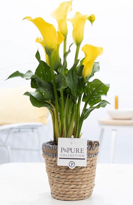 <h4>Zantedeschia yellow in P&PURE Basket 6</h4>