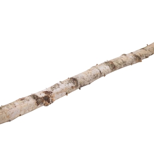 Branch Birch L6W6H200D6