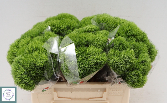 <h4>DI BARB KIWI MELLOW</h4>