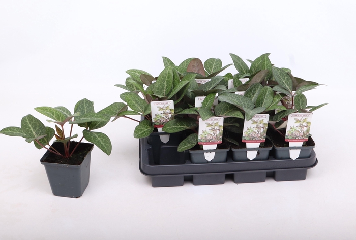 <h4>Helleborus lividus Pink 9 cm</h4>