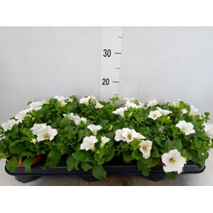 Petunia  'Surfinia Baby White'