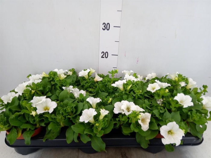 <h4>Petunia  'Surfinia Baby White'</h4>