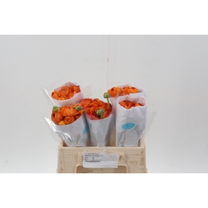 Ran Orange Ecu 35cm