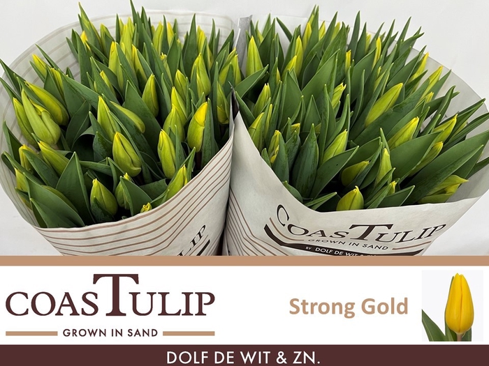 <h4>TU EN STRONG GOLD</h4>