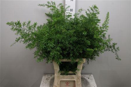 <h4>Asp Dens Cwebe</h4>