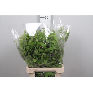 Lunaria Green Per Bunch