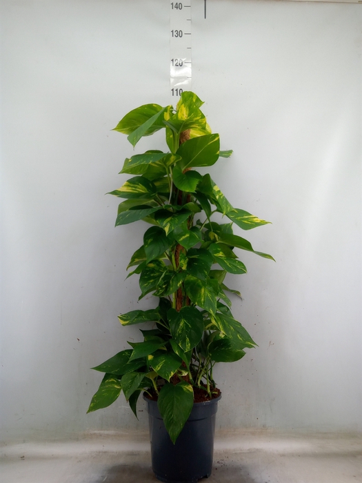 <h4>Epipremnum pinn.   ...moss stick</h4>