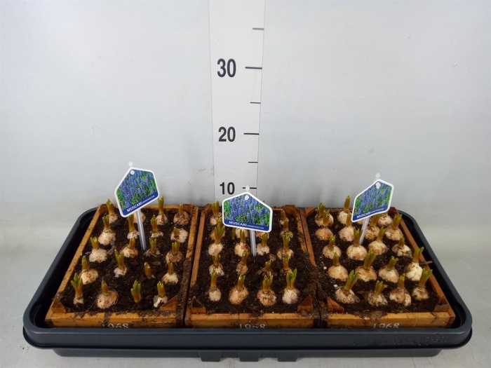 <h4>Arr.  Muscari L%</h4>