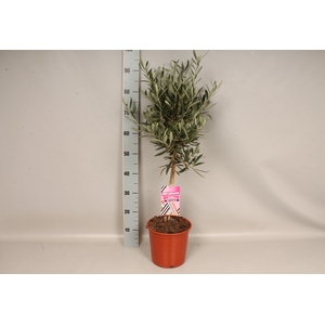 Olijfboom Olea europaea