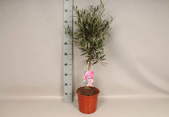 <h4>Olijfboom Olea europaea</h4>