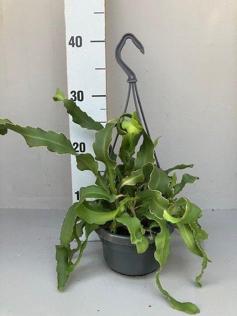 <h4>Epiphyllum guatemalense</h4>