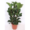 Ficus Bambino