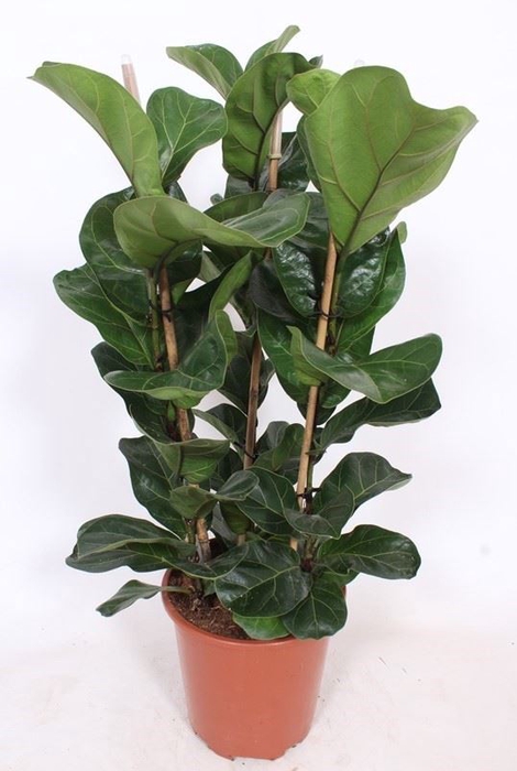 Ficus Bambino