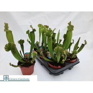 SARRACENIA OV