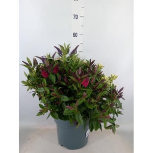 Hebe  'Addenda'   ...mix in pot