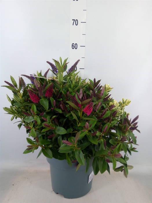 <h4>Hebe  'Addenda'   ...mix in pot</h4>