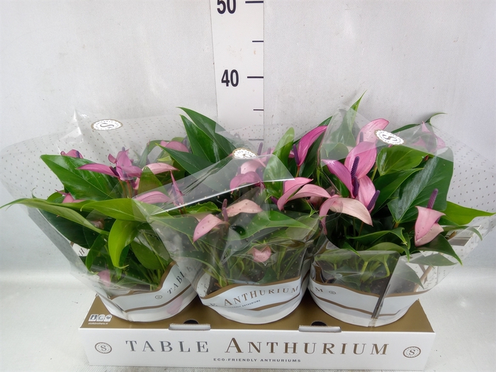 <h4>Anthurium  'Zizou'</h4>