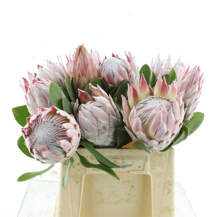 <h4>Protea Cynaroides</h4>
