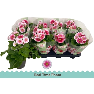 PRIM OB TM RED WHITE