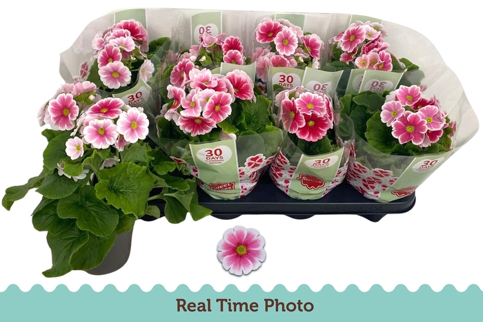 <h4>PRIM OB TM RED WHITE</h4>