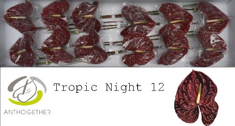 Anthurium Tropic Night
