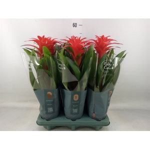 Guzmania  'Calypso'