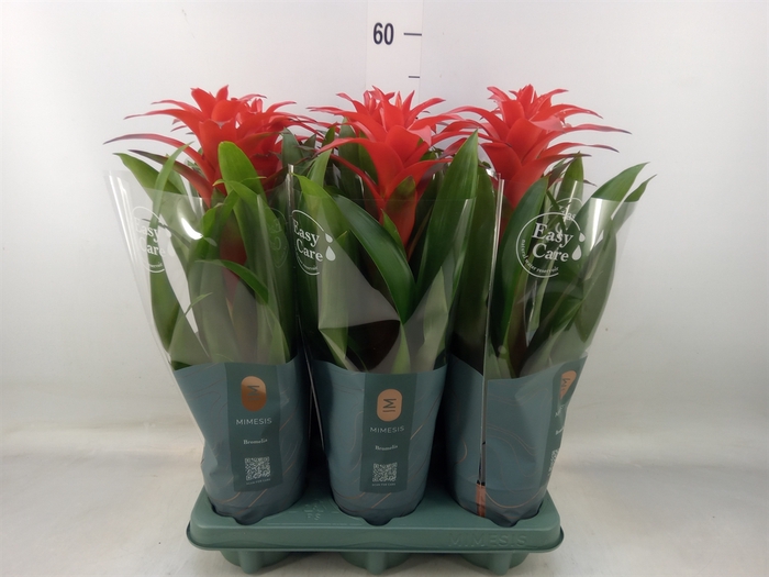 <h4>Guzmania  'Calypso'</h4>