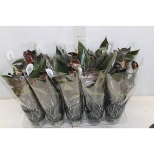 ANTHURIUM BLACK LOVE P12