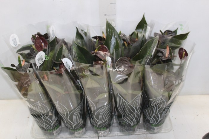 <h4>ANTHURIUM BLACK LOVE P12</h4>