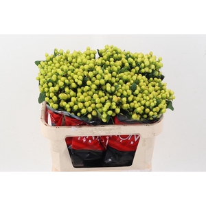 Hyp Smiley Rom 70cm