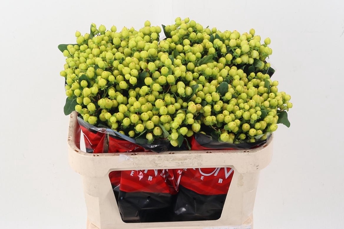 <h4>Hyp Smiley Rom 70cm</h4>