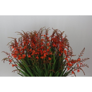 Crocosmia Red King