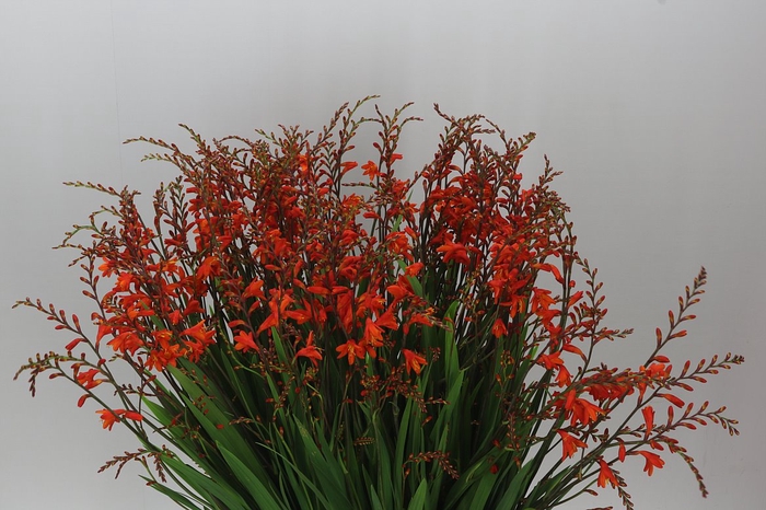 <h4>Crocosmia Red King</h4>