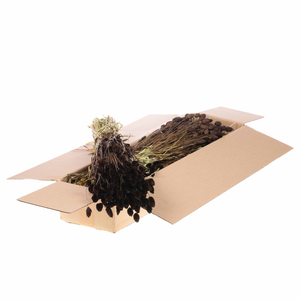 Phalaris Sb Deep Brown