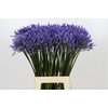 Agapanthus Dr Brouwer
