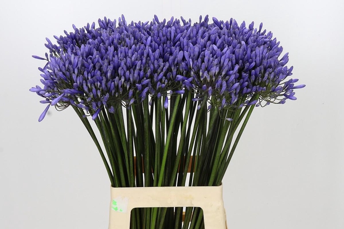 <h4>Agapanthus Dr Brouwer</h4>