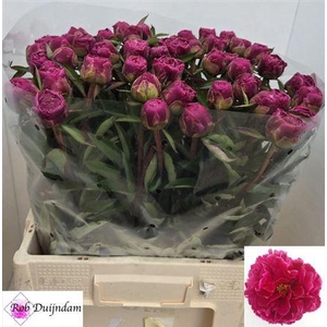 Paeonia L Louis Van Hou