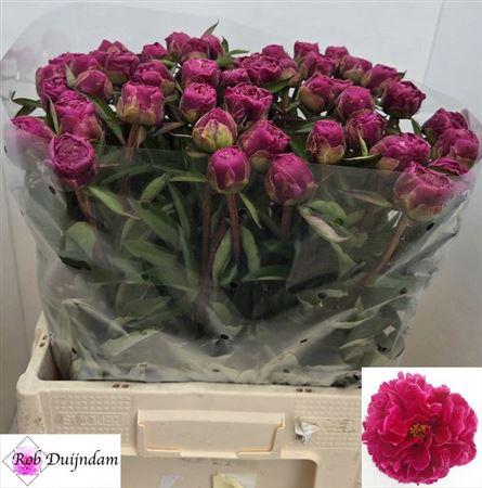 <h4>Paeonia L Louis Van Hou</h4>