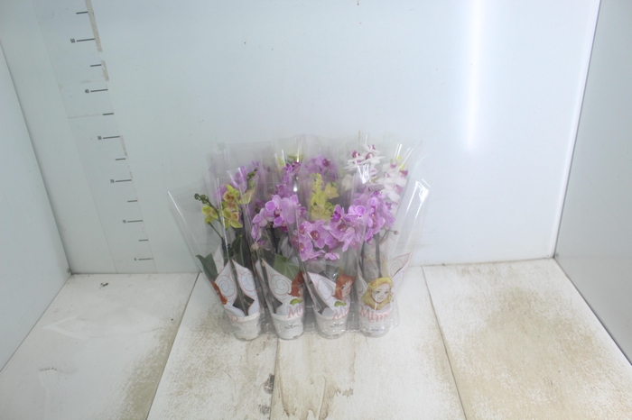 <h4>PHALAENOPSIS MINI P06 2 HT</h4>