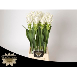 Curcuma Siam Shine White