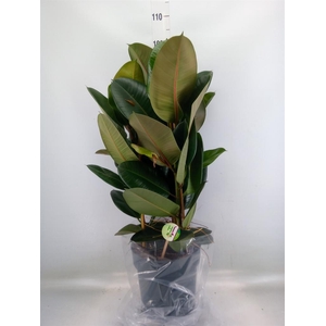 Ficus elastica 'Robusta'