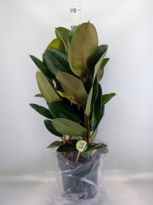 <h4>Ficus elastica 'Robusta'</h4>