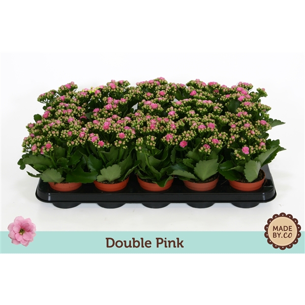 <h4>Kalanchoë Double Pink - no sleeve</h4>