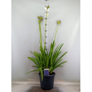 Agapanthus afric.