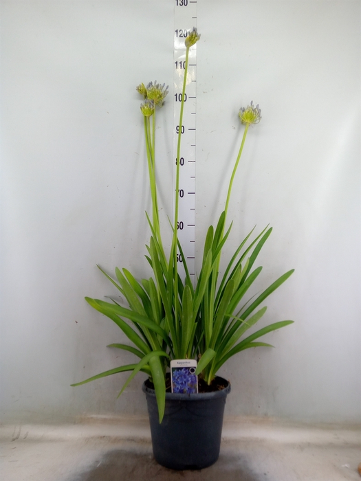 <h4>Agapanthus afric.</h4>
