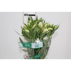 ALSTROEMERIA AKEMI 080 CM