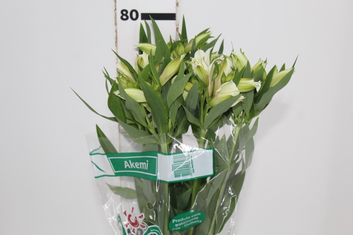 <h4>ALSTROEMERIA AKEMI 080 CM</h4>