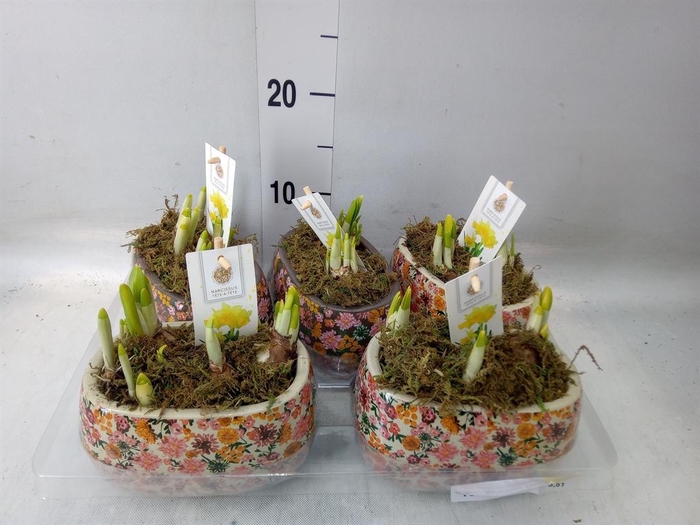 <h4>Arr. Narcissus Tete Tete H%</h4>